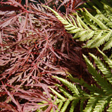 bodalla nursey fern